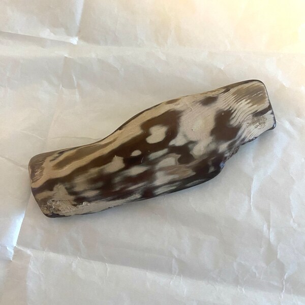 Huge Fossilized Ecphora Shell Fossil Shell Shell Fossil Fossilized ...