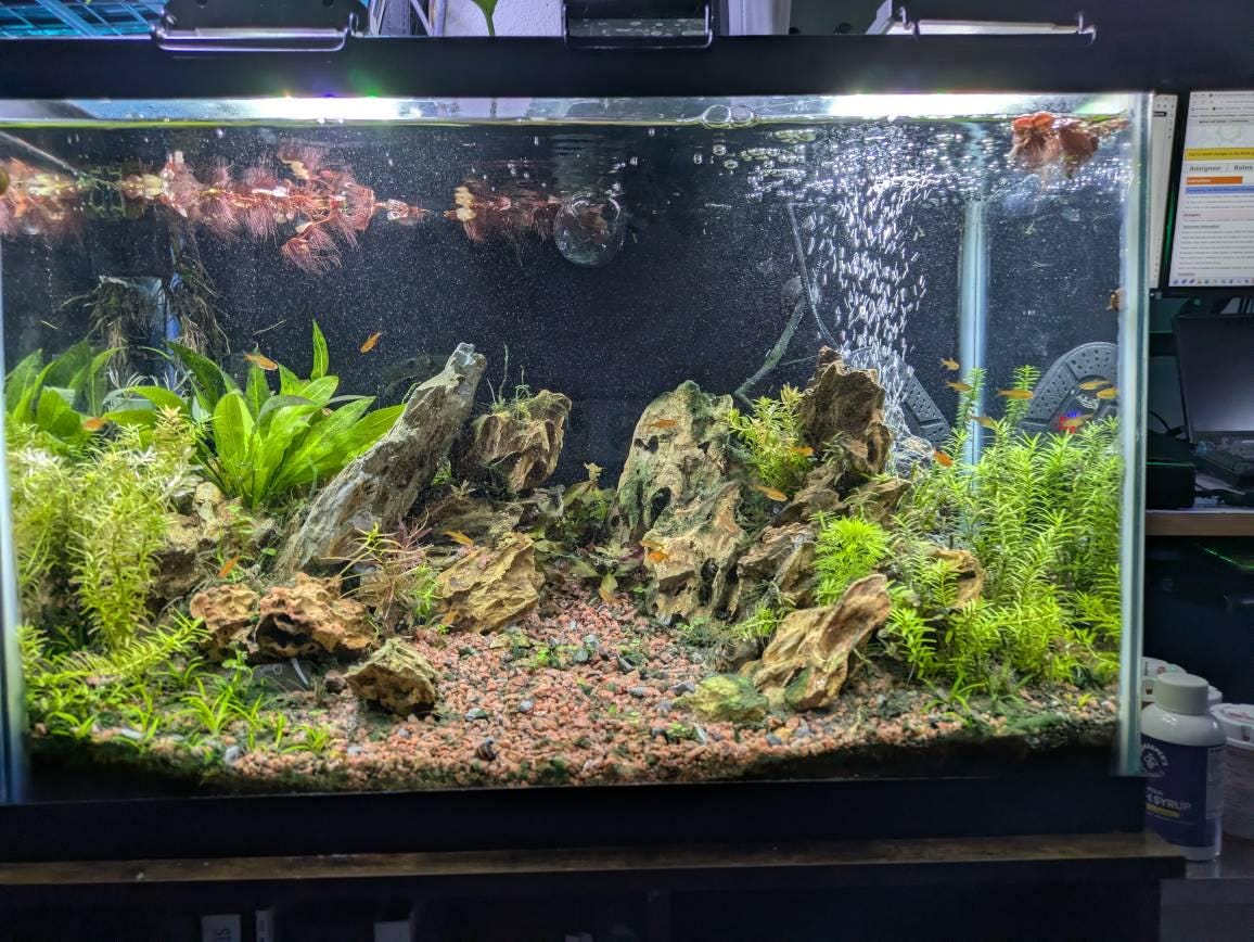 60+ leaf red root floaters live aquarium plant aquatic plant buy 2 get 1 free