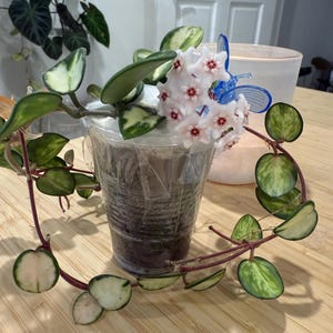 US Seller - Hoya Mathilde Variegated Very Rare Unicorn Rooted