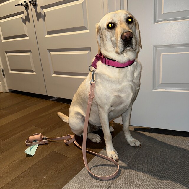 Hidden prong best sale collar with snap