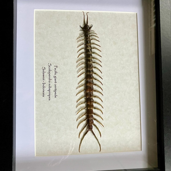 Java Yellow-kneed Tarantula Mounted in 9