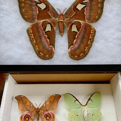 Atlas Moth Attacus Atlas Hi-res Stock Photography And Images