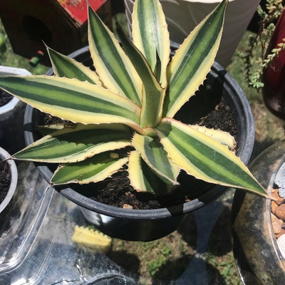 Agave Quadricolor - Etsy