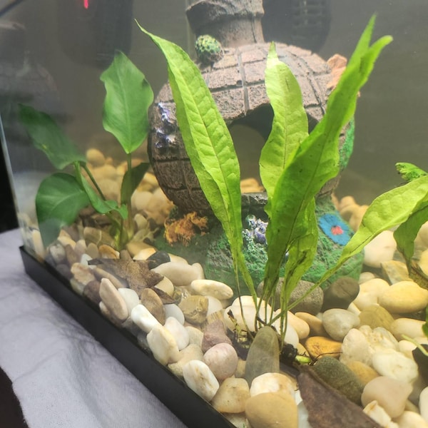 Curated visual reference: Curated Inexpensive Cichlid Aquarium Kits Gallery View 32