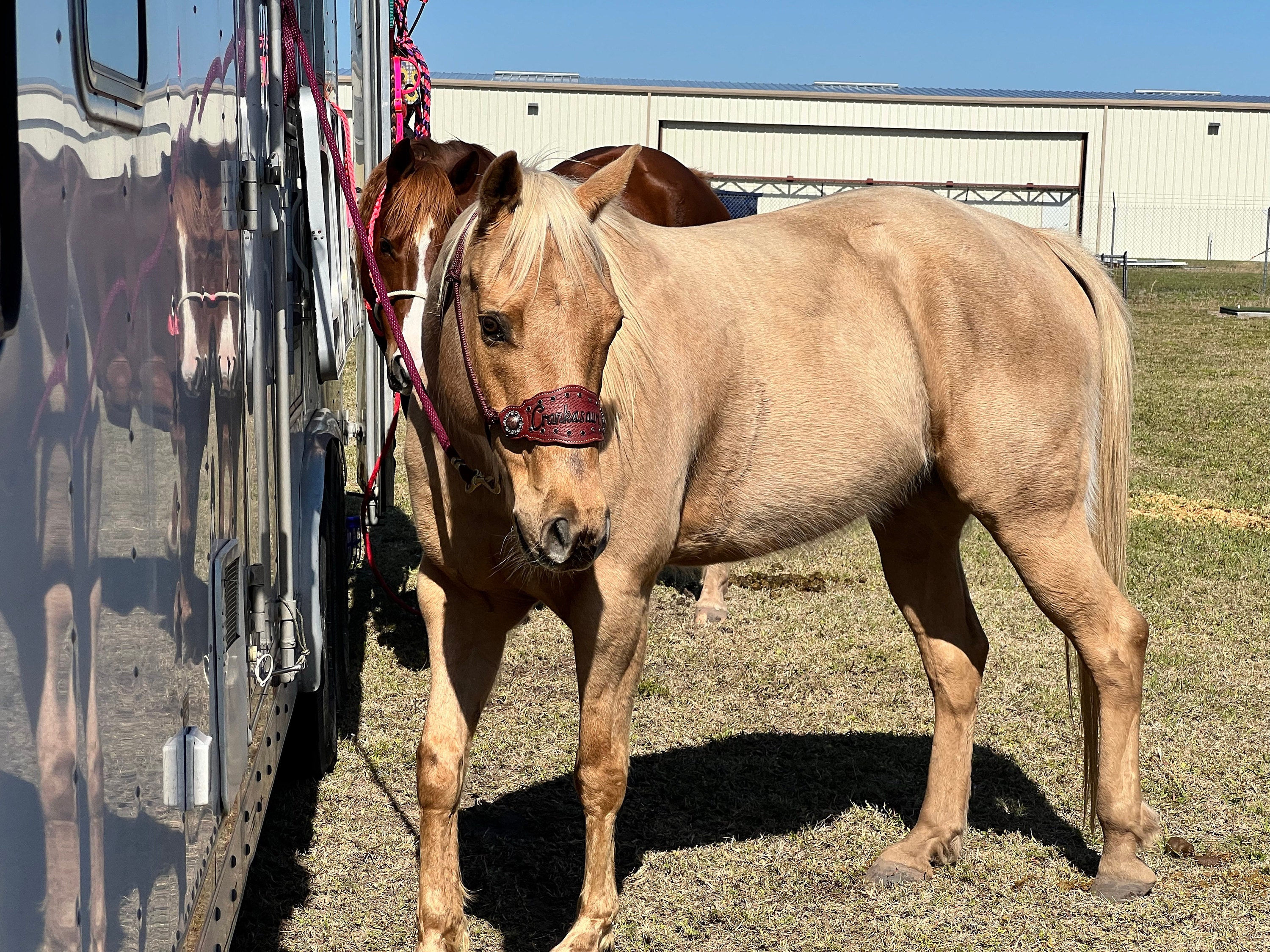 Custom Bronc Noseband with Premium Yacht Rope Halter