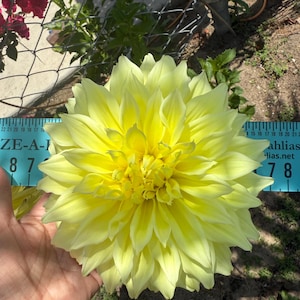 Tracy added a photo of their purchase