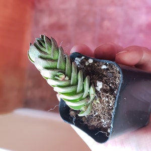 Jessica ha añadido una foto de su compra