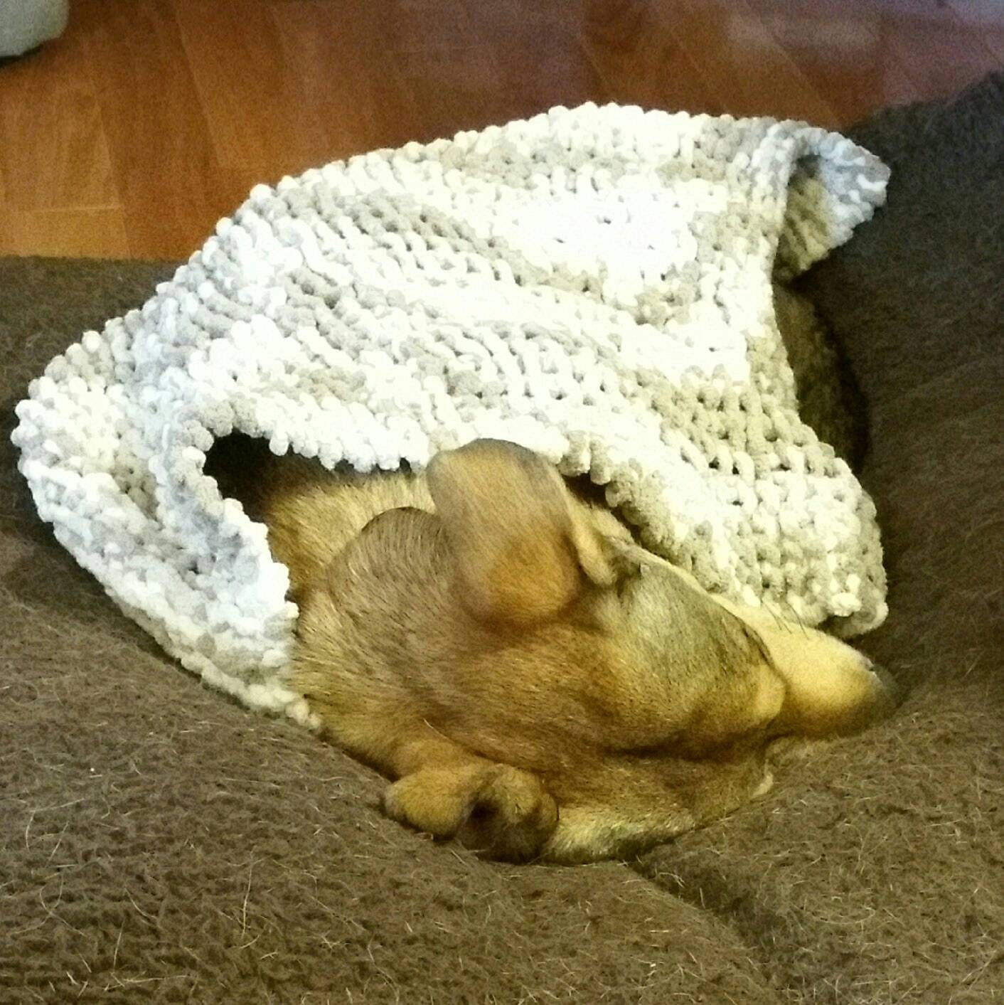 Knit Cat blanket / cat blanket / pet blanket / knit dog blanket / dog