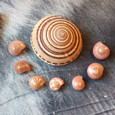 Red Patterned Shells Pink Small Tiny Mix Colored Patterned Snail ...