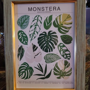 philodendron monkey Monstera