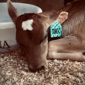 Bobbi added a photo of their purchase