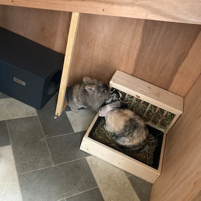 Rabbit Dig Box Indoor Use Only - Etsy