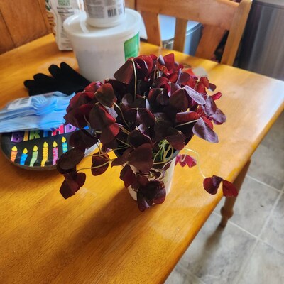 Fern Cotton Candy - Etsy