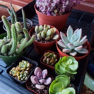 Jan added a photo of their purchase