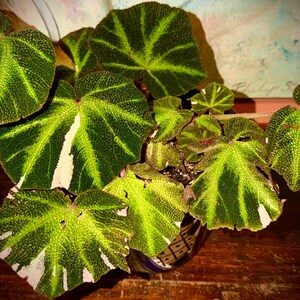 Begonia Soli Mutata Variegated - Etsy Canada