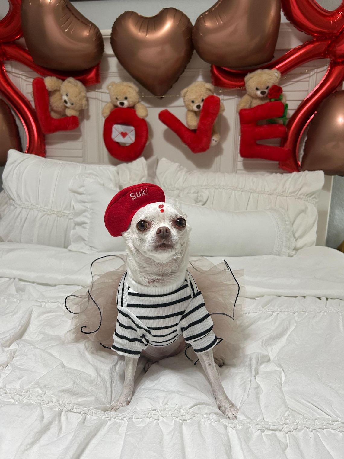 Customer photo of a pet with the Mini Beret for Small Pets