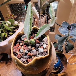 Miriam ha añadido una foto de su compra