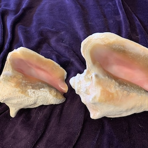 Conch Sea Shell Garden Quality 68 Conch Shell Imperfect Conch Sea Shell ...