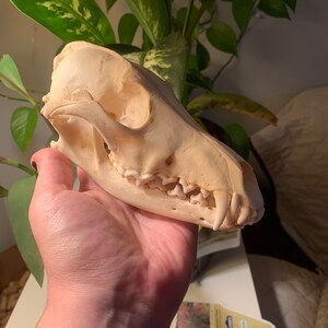 本物のコヨーテの頭蓋骨 - Etsy 日本