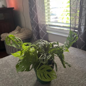 Shanna added a photo of their purchase