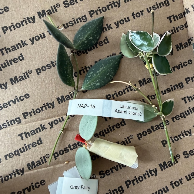 Unrooted Fresh Cutting Mathilde “grey Fairy” - Etsy