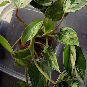 Mareiko added a photo of their purchase