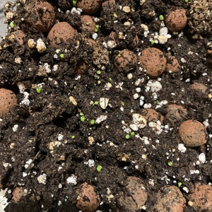 1000 Little Blue Stem Grass Seeds Schizachyrium Scoparium | Etsy