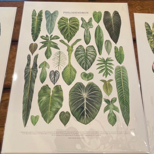 Philodendron Species Print  Aroid Houseplant Varieties ID Chart Featuring  26 Watercolor Leaf Paintings  Unframed Botanical Fine Art Print - Etsy