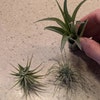 Tillandsia Fuchsii V Gracilis Air Plants – 5-Pack Live Plants By CTS AIR PLANTS