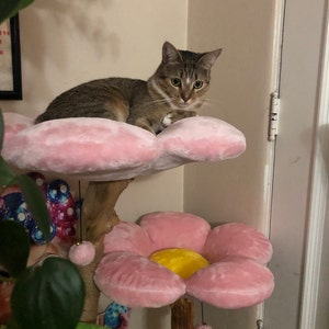 martini cat condo