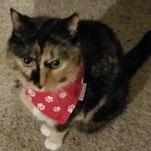 Lisa added a photo of their purchase