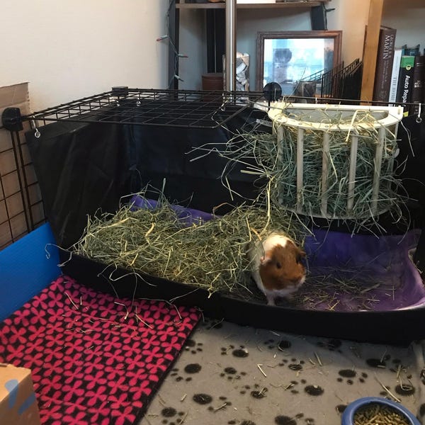 Hayzee Hay Holder: Encourages Natural Burrowing, Less Mess, Waterproof ...