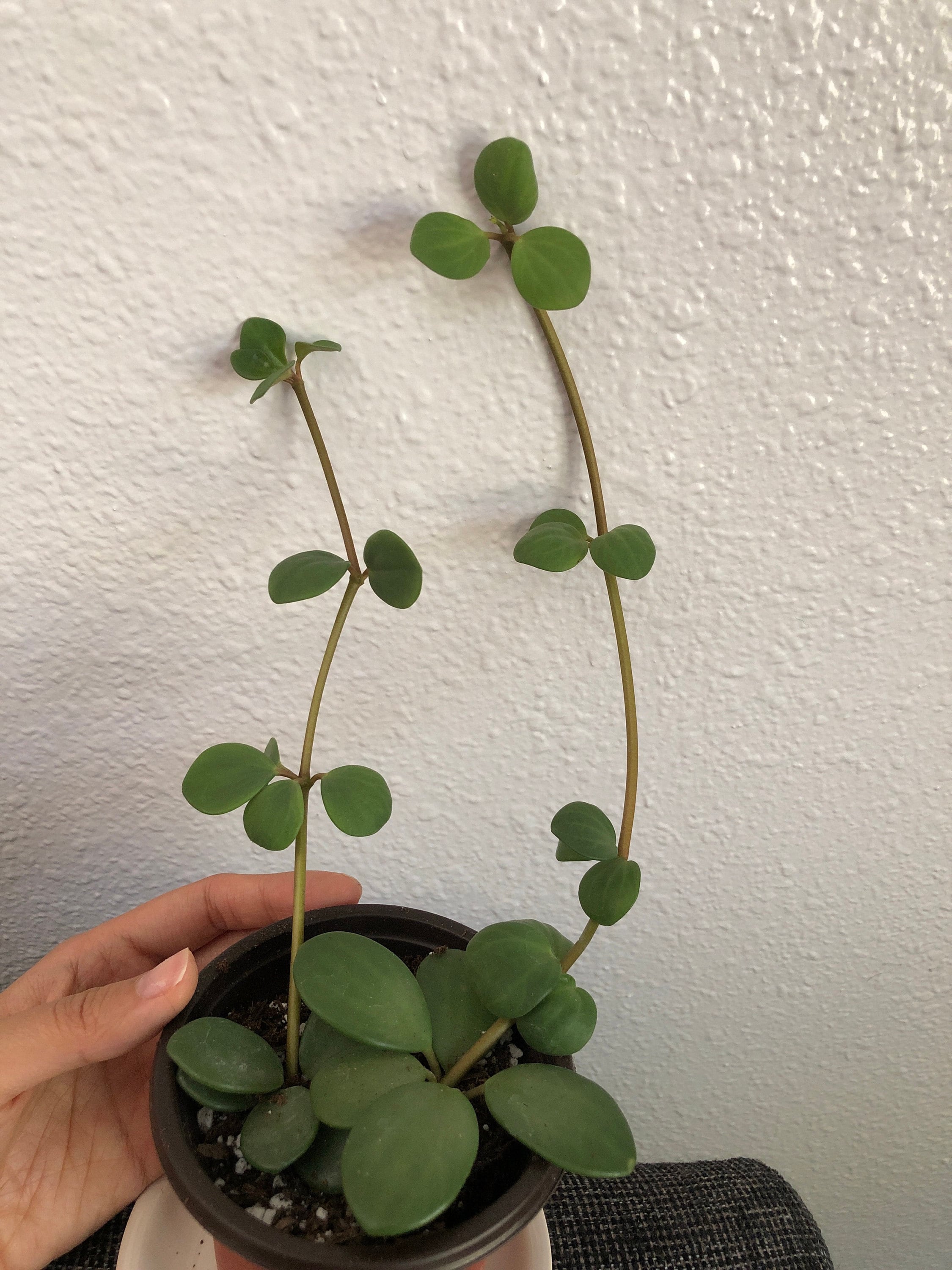 Peperomia Hope Plant, Trailing Houseplant, Soft Leaves ...