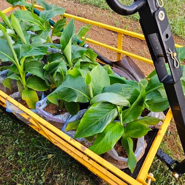 3 Musa Basjoo Hardy Banana Tree In 4 Inch Pot. 3 Pots Plants, One Plant Per Pot