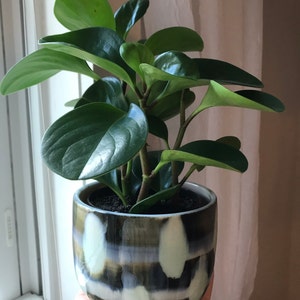 Rose added a photo of their purchase