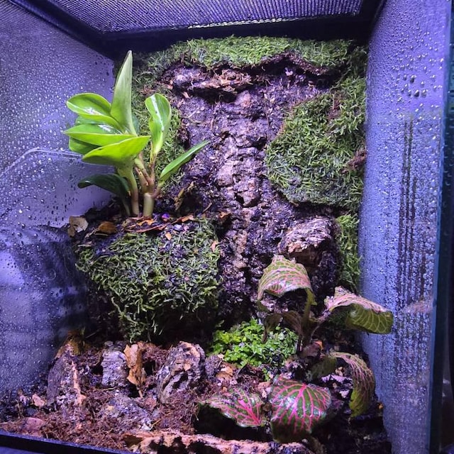 Aquarium Moss for Decoration: Transform Your Tank with Lush Greenery