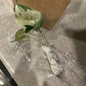 Kelley added a photo of their purchase