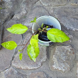 Mukundan dodał(a) zdjęcie swoich zakupów