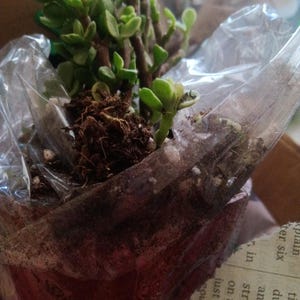 Tag added a photo of their purchase