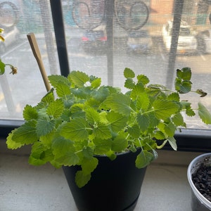 Lesley added a photo of their purchase