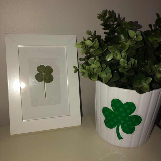 Real 5 Leaf Clover Bookmark Card - Genuine Good Luck Charm Gift From Korea