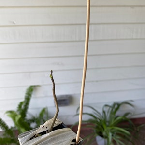 Mel ha añadido una foto de su compra