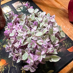 Sara added a photo of their purchase