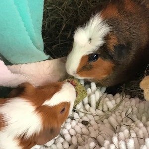 Timothy Hay Flower Pops Oat Free Rabbit Treat / Hamster / Guinea Pig ... - Guinea Pig Oat Free Treats