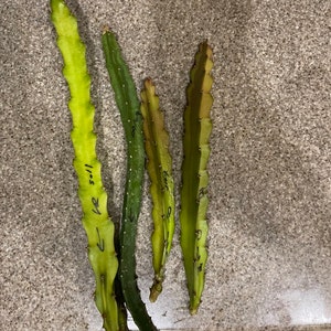 Shannette ha añadido una foto de su compra