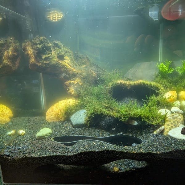 View of Aquarium Dome Tunnel Fish Tank Gravel Hiding Spot/under-view Area - Etsy