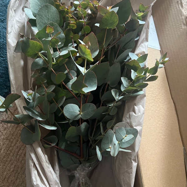 Shower Eucalyptus Bundle - Fresh Cut Eucalyptus - Etsy UK