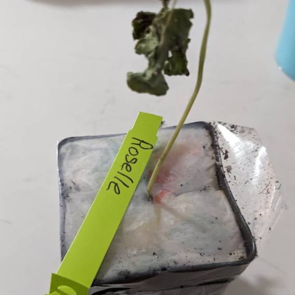 Musa-ice CREAM (BLUE JAVA)- Live Banana Tree-healthy Well Rooted ...