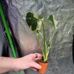 Kendra heeft een foto van de aankoop toegevoegd