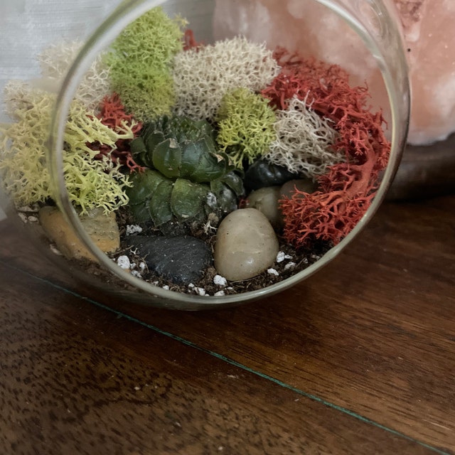 Glass Sphere Terrarium with cut Kit for planting Moss, carnivorous plant,  begonia